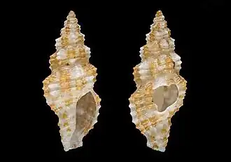 Pseudodaphnella kilburni