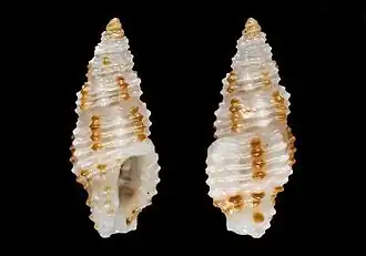 Pseudodaphnella lineata