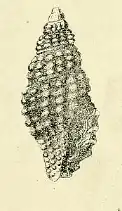 Pseudodaphnella martensi
