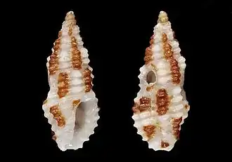 Pseudodaphnella phaeogranulata