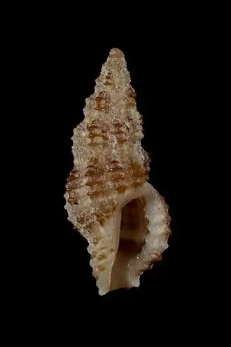 Pseudodaphnella pustulata