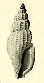 Pseudodaphnella retellaria