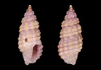 Pseudodaphnella santoa