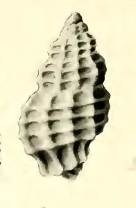 Pseudodaphnella stipata