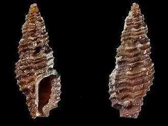 Pseudodaphnella variegata