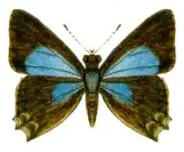 Pseudodipsas cephenes