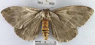 Pseudodirphia eumedide