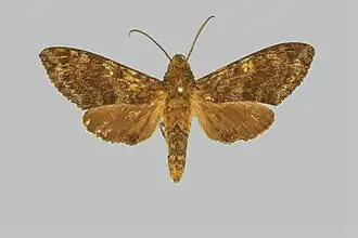 Pseudodolbina aequalis