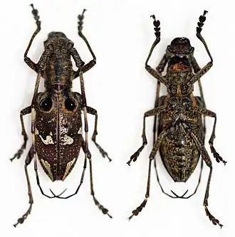 Pseudoechthistatus obliquefasciatus