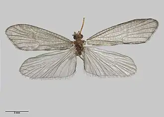 Oeconesidae
