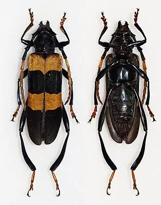 Pseudoeuchitonia grandis