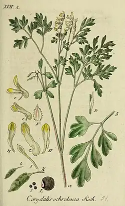 Deutschlands Flora, Sturm