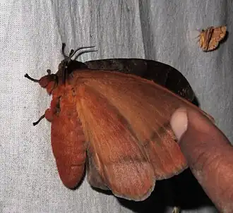 Pseudojana incandescens