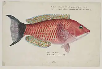 Pseudolabrus miles