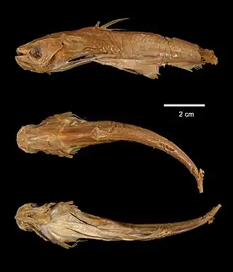 Pseudolais micronemus