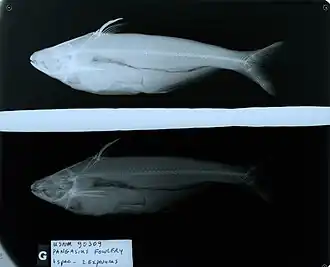 Pseudolais pleurotaenia