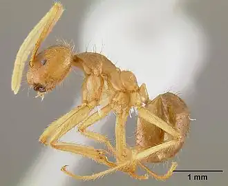 Pseudolasius australis