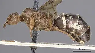 Pseudolasius familiaris