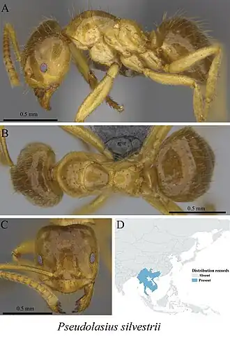 Pseudolasius silvestrii