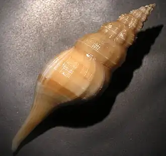 Pseudolatirus discrepans