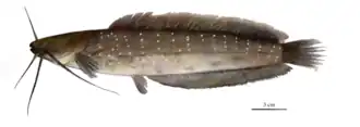 Clarias pseudoleiacanthus