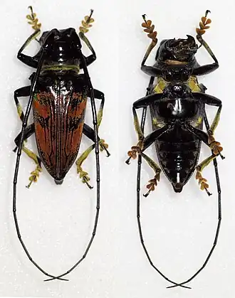 Sternotomis rufozonata