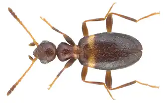 Pseudoleptaleus