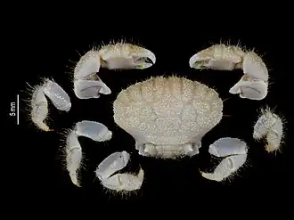 Pseudoliomera ruppellioides