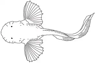 Pseudoliparis amblystomopsis