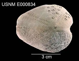 Pseudolovenia hirsuta