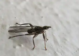 Pseudolynchia canariensis