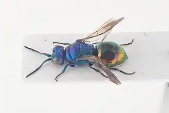 Pseudomalus triangulifer