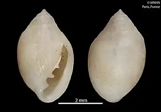 Pseudomelampus exiguus