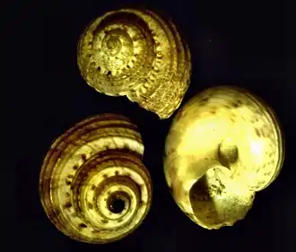 Pseudominolia articulata