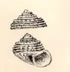 Pseudominolia splendens