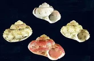 Pseudominolia tramieri