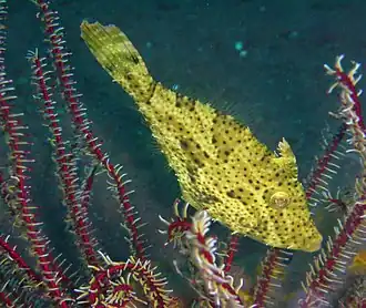 Pseudomonacanthus peroni