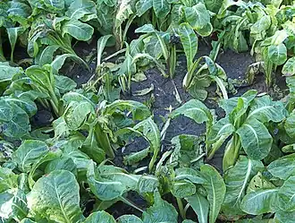 Aantasting door bladvuur