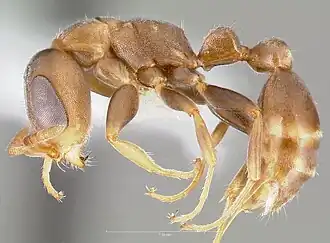 Pseudomyrmex alustratus