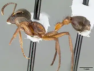 Pseudomyrmex alvarengai