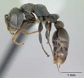 Pseudomyrmex beccarii