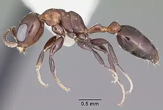 Pseudomyrmex brunneus