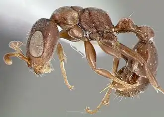 Pseudomyrmex caeciliae