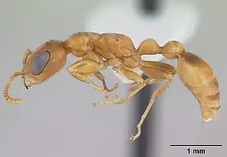Pseudomyrmex cubaensis