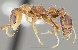 Pseudomyrmex curacaensis