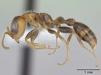 Pseudomyrmex duckei