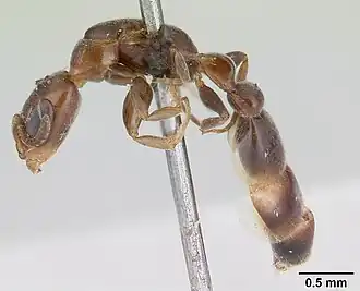 Pseudomyrmex eduardi
