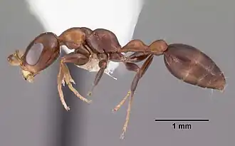 Pseudomyrmex ejectus