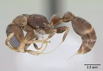 Pseudomyrmex elongatus