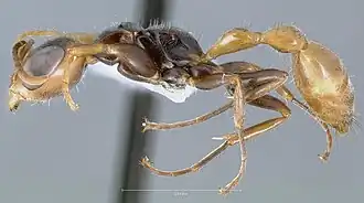 Pseudomyrmex faber